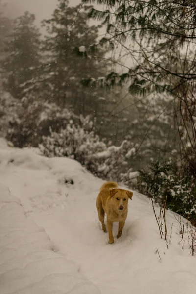 Indian Dog correre e giocare nella neve sulla natura — Foto Stock