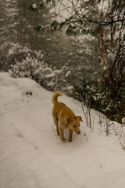 Hint Köpek çalışan ve doğada karda oynuyor — Stok fotoğraf