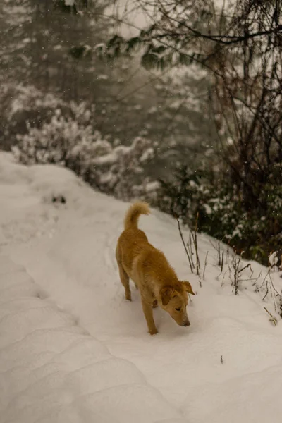 Hint Köpek çalışan ve doğada karda oynuyor — Stok fotoğraf