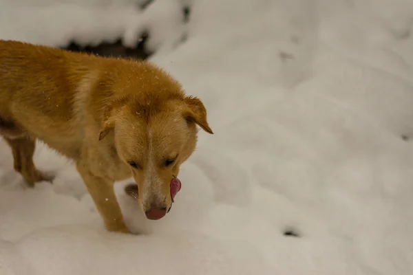 Indian Dog corriendo y jugando en la nieve en la naturaleza —  Fotos de Stock