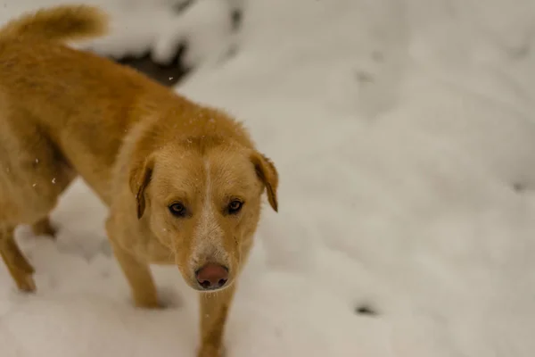 Индийская собака бегает и играет в снегу на природе — стоковое фото
