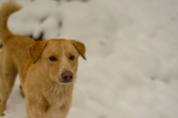 Indian Dog correre e giocare nella neve sulla natura — Foto Stock