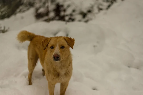 自然の上で雪の中を走り、遊ぶインドの犬 — ストック写真