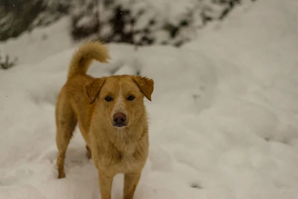 Indiase hond rennen en spelen in de sneeuw op de natuur — Stockfoto