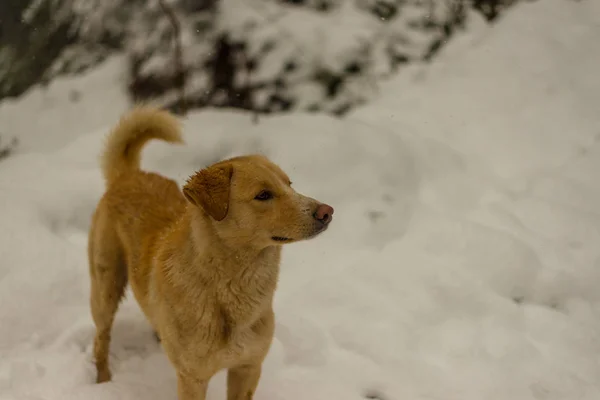 Hint Köpek çalışan ve doğada karda oynuyor — Stok fotoğraf