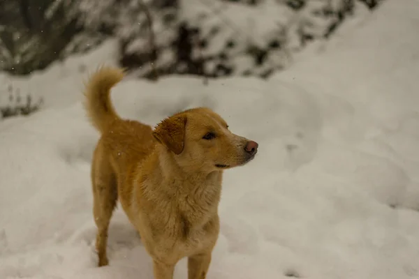 Hint Köpek çalışan ve doğada karda oynuyor — Stok fotoğraf