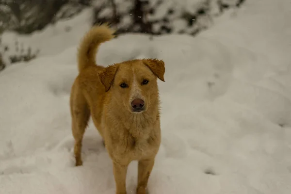 Hint Köpek çalışan ve doğada karda oynuyor — Stok fotoğraf