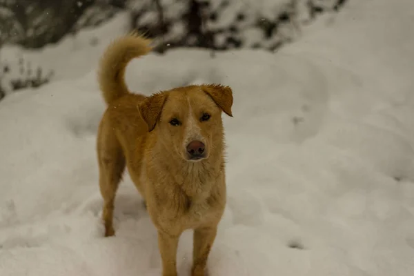 Hint Köpek çalışan ve doğada karda oynuyor — Stok fotoğraf