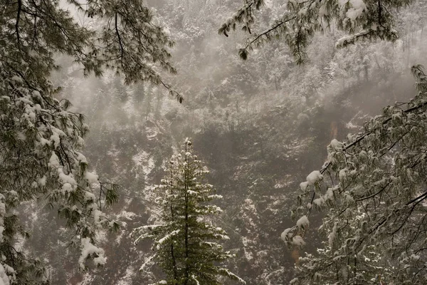 Χειμερινό τοπίο. Δέντρα και ξηρά φυτά στο χιόνι. Ορεινή περιοχή με χιόνι σε θολό φόντο. — Φωτογραφία Αρχείου