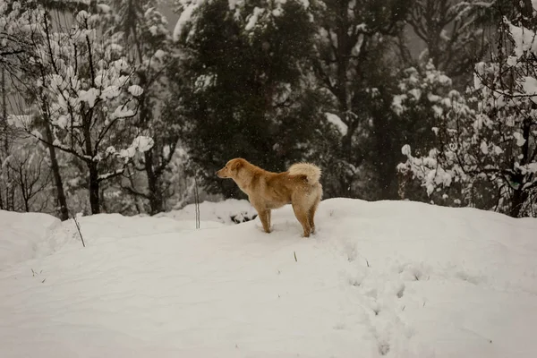 Hint Köpek çalışan ve doğada karda oynuyor — Stok fotoğraf
