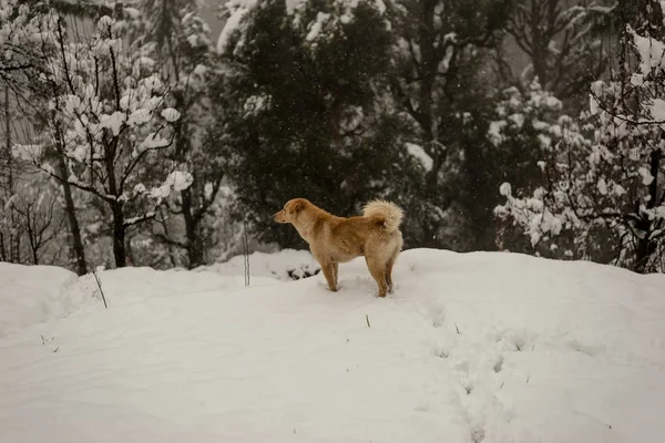 Hint Köpek çalışan ve doğada karda oynuyor — Stok fotoğraf