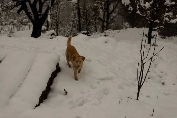 Ινδικό Dog τρέξιμο και παίζοντας στο χιόνι στη φύση — Φωτογραφία Αρχείου