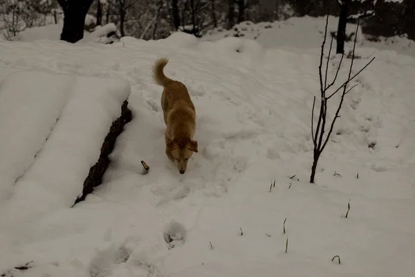 Indisk hund som springer och leker i snön på naturen — Stockfoto