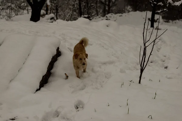 Indian Dog corriendo y jugando en la nieve en la naturaleza — Foto de Stock