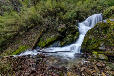 Himalayalar sütlü su akışı Fotoğrafı - şelale