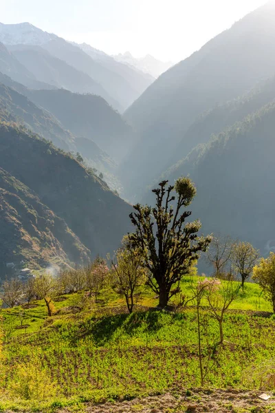 Colorful landscape with high Himalayan mountains, beautiful curving river, green forest, blue sky with clouds and yellow sunlight at sunset in summer in India — Stock Photo, Image