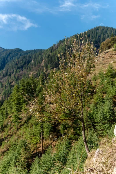 Paisaje colorido con altas montañas del Himalaya, hermoso río curvo, bosque verde, cielo azul con nubes y luz solar amarilla al atardecer en verano en la India — Foto de Stock