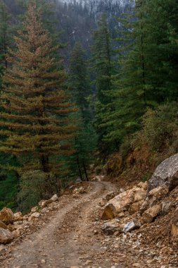 Himalayalar'da yüksek irtifa yolu deodar ağacı ile çevrili