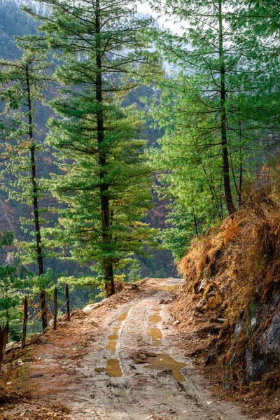 High altitude road in Himalayas surrounded by deodar tree — Stock Photo, Image
