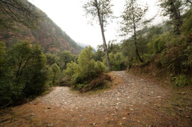 Himalayalar'da yüksek irtifa yolu deodar ağacı ile çevrili
