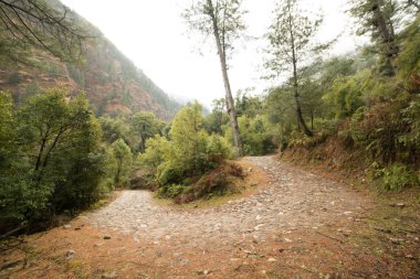 Himalayalar'da yüksek irtifa yolu deodar ağacı ile çevrili