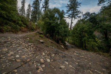 Himalayalar'da yüksek irtifa yolu deodar ağacı ile çevrili