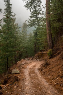 Himalayalar'da yüksek irtifa yolu deodar ağacı ile çevrili