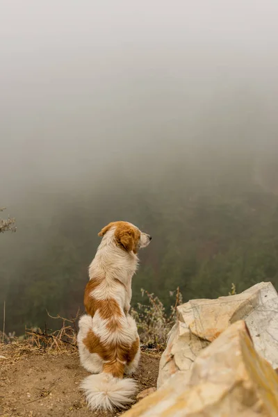 Fog in Himalayas - Dog in Mountains — Stock Photo, Image