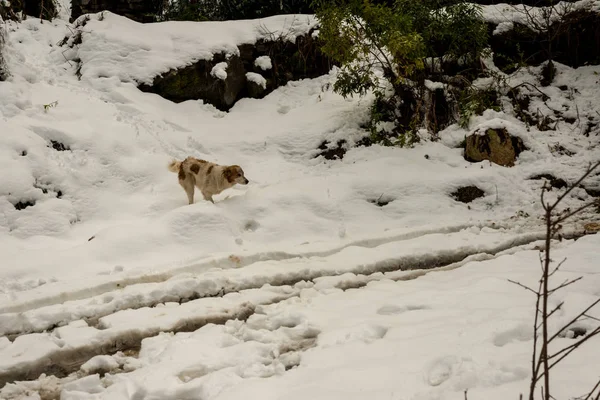 Pes v horách-majestátní zimní krajina v Himaláji-Indii — Stock fotografie