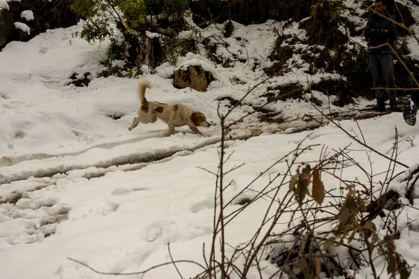 Perro en las montañas - Majestuoso paisaje invernal en himalayas - India —  Fotos de Stock