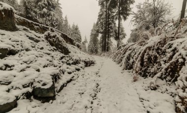 Himalayalar'da deodar ağacıyla çevrili karla kaplı yol