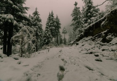 Himalayalar'da deodar ağacıyla çevrili karla kaplı yol