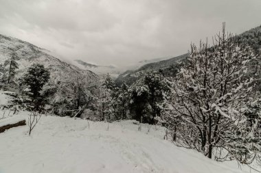 Kışları himalayalarda karla kaplı ağaç