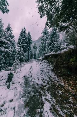 Himalayalar'da deodar ağacıyla çevrili karla kaplı yol