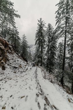 Himalayalar'da deodar ağacıyla çevrili karla kaplı yol