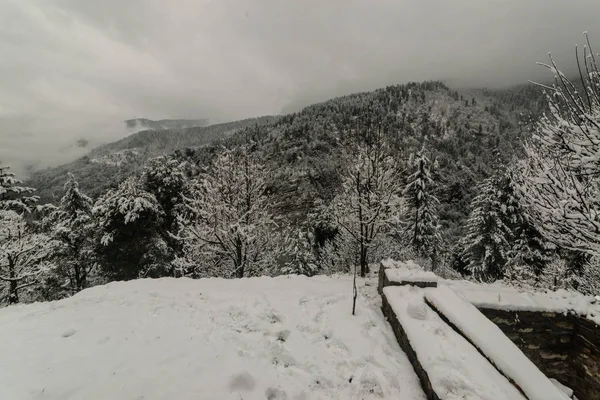 Árbol cubierto de nieve en himalayas en inviernos — Foto de Stock