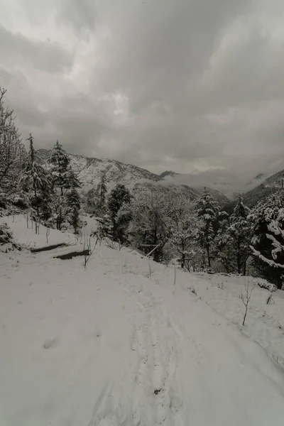 Árbol cubierto de nieve en himalayas en inviernos — Foto de Stock