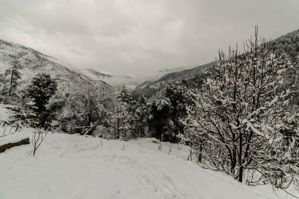Albero coperto di neve in himalaya in inverni — Foto Stock