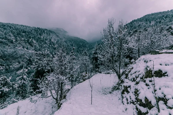 Snow covered tree in himalayas in winters — Stock Photo, Image