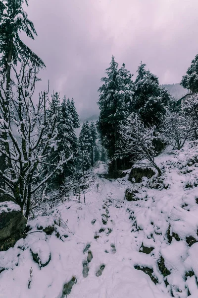 被喜马拉雅山的德奥达尔树包围的雪覆盖的道路 — 图库照片