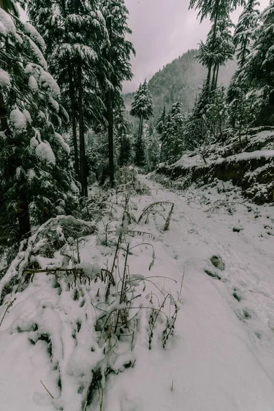 Kışları himalayalarda karla kaplı ağaç — Stok fotoğraf