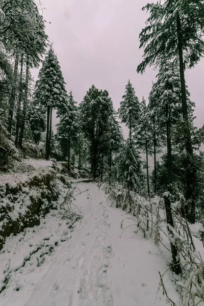 Camino cubierto de nieve rodeado de árbol deodar en himalayas — Foto de Stock