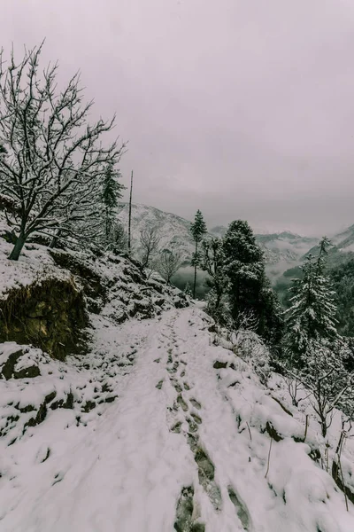 Hóval borított út körül deodar fa Himalájában — Stock Fotó