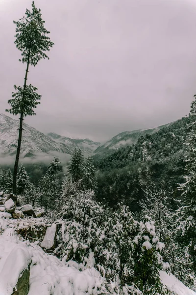 Árbol cubierto de nieve en himalayas en inviernos — Foto de Stock