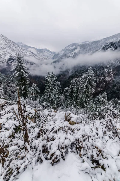 Árbol cubierto de nieve en himalayas en inviernos — Foto de Stock