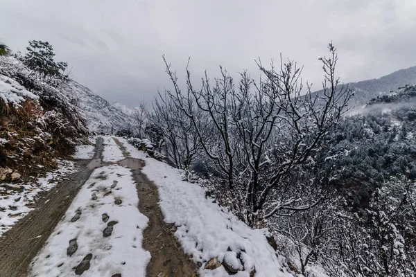 Camino cubierto de nieve rodeado de árbol deodar en himalayas — Foto de Stock