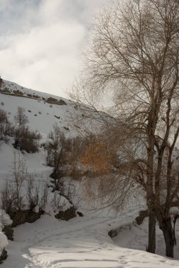 Himalayalar'da kışları kuru ağaç - Türkiye