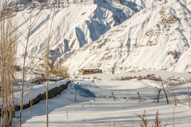 Himalayalar'da kışları kuru ağaç - Türkiye