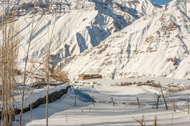 Himalayalar'da kışları kuru ağaç - Türkiye