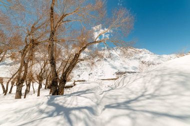 Himalayalar'da kışları kuru ağaç - Türkiye